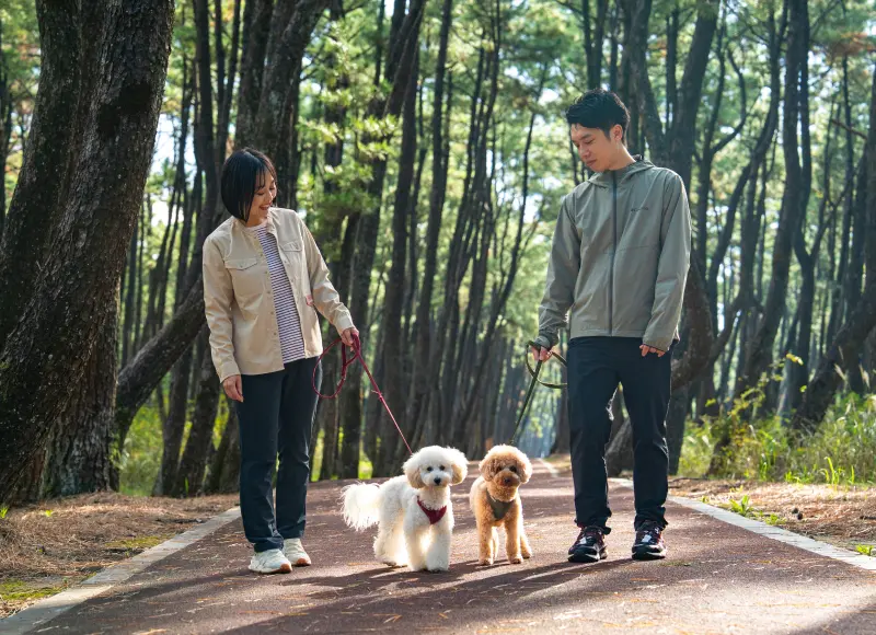 소나무 숲의 산책로를 애견과 산책하는 두 사람
